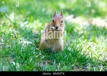 Süßes Tier, hungrig und niedlichen Eichhörnchen Stockfoto