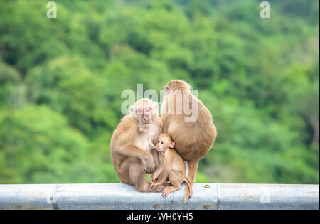 Vater, Mutter und Kind Affe sitzt auf einem Zaun versperrt den Weg Hintergrund grüne Blätter. Stockfoto