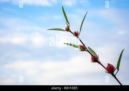 Rote Blumen oder Hibiscus sabdariffa Hintergrund verschwommen Sky Stockfoto