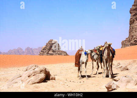 Vier Kamele in der Wüste Wadi Rum, Jordanien. Auf blauen Himmel Hintergrund Stockfoto