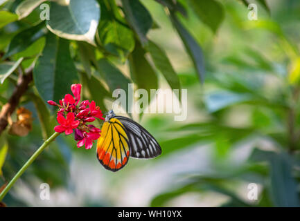 Schmetterling auf Jatropha Partner Jacq, die leuchtend roten Blüten im Park. Stockfoto