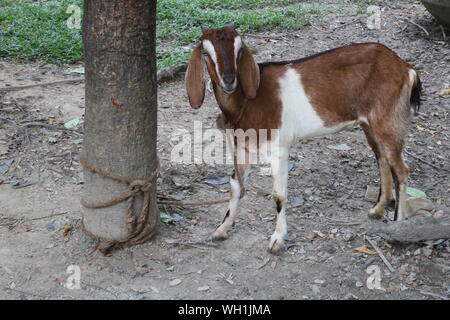 Braun baby Ziege vor erwachsenen Ziegen Stockfotografie - Alamy