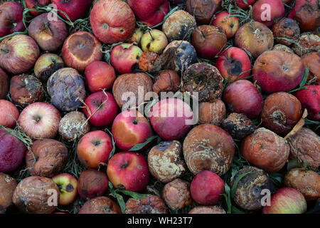 Herbst im Garten. Zerlegen, rote Äpfel liegt auf dem Boden. Aging Konzept. Landwirtschaft Hintergrund. Ansicht von oben. Close-up. Stockfoto