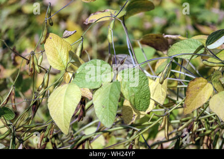 Sojabohne Glycine max, ausgereifte Anlage Stockfoto