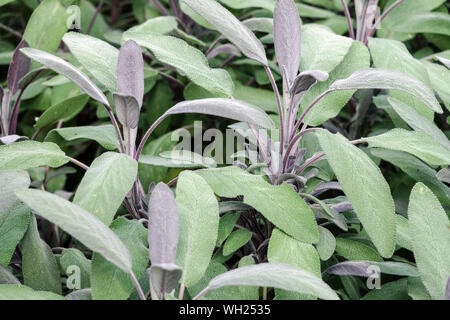 Küchenkräuter, Salvia officinalis 'Purpurascens', lila Salbeiblätter Stockfoto