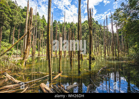 Lotus Wald von Shanlinshi in Nantou, Taiwan Stockfoto