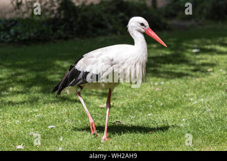Weißstorch (Ciconia ciconia) auf der Wiese Stockfoto