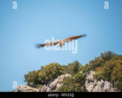 Cazorla, Spanien, 27/05-19. Ein Gänsegeier (Tylose in Fulvus) steigt rasant in Richtung der Kamera in einer bergigen Gegend. Stockfoto