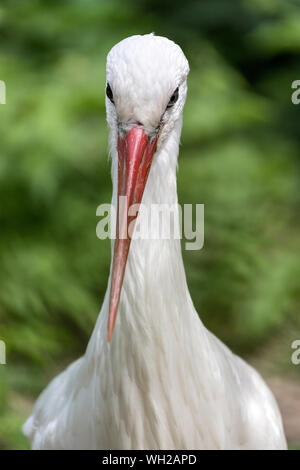 Portrait von Weißstorch (Ciconia ciconia) Stockfoto