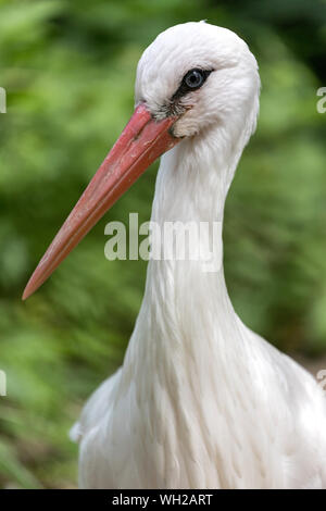 Portrait von Weißstorch (Ciconia ciconia) Stockfoto