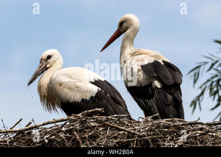 Weißstorch (Ciconia ciconia) am Nest Stockfoto