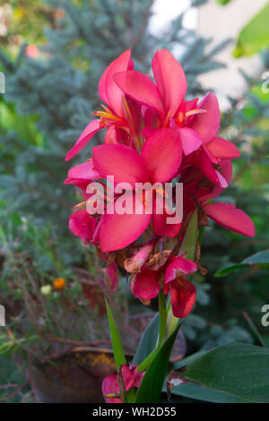 Blühende canna Garten Stockfoto