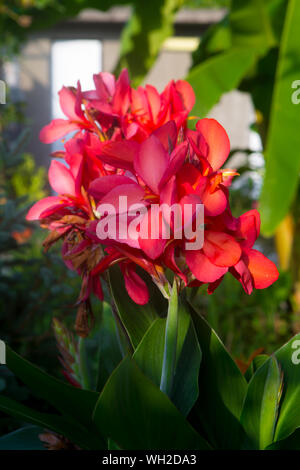 Blühende canna Garten Stockfoto