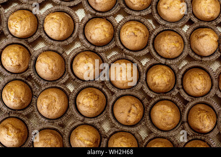 Hintergrund der Köstlichen köstliche Muffins Muffins in Formen. Lebensmittelindustrie, Dessert, Kopie Platz, lecker, Produkte Stockfoto