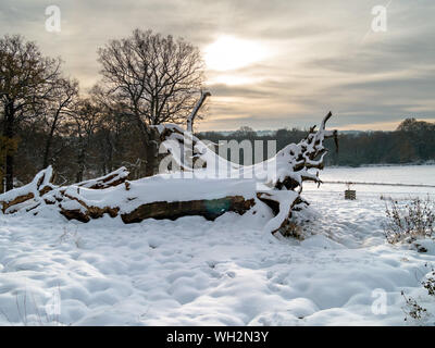 Schnee gefallenen Baum mit niedrigen Wintersonne und Baum Silhouetten, Derbyshire, England, Großbritannien Stockfoto