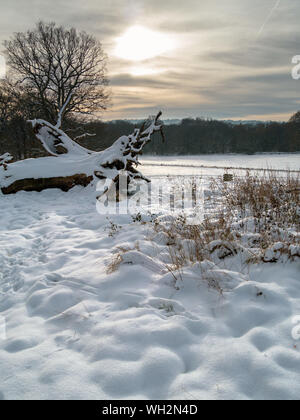 Schnee gefallenen Baum mit niedrigen Wintersonne und Baum Silhouetten, Derbyshire, England, Großbritannien Stockfoto