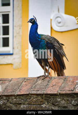 Eine bunte Pfau sitzt auf einer Wand in Sao Jorge, Lissabon, Portugal Stockfoto