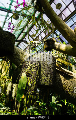 Hängende Kokosfasern traditionellen, natürlichen kleiner Topf mit Orchidee baum Pflanze - Indonesien - Foto Stockfoto