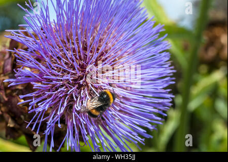 Nahaufnahme eines Bumble Bee Pollen sammeln Nektar aus einer lila Blüte Cardoon (Cynara cadunculus). Stockfoto