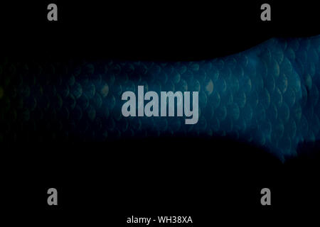 Mermaid Körper schwanz Detail auf schwarz Nahaufnahme von Skalen Stockfoto