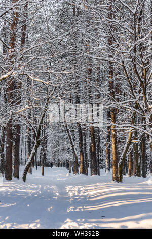 Schönen Blick auf Strasse in Wald mit vielen Bäumen, alle mit viel Schnee bedeckt Stockfoto