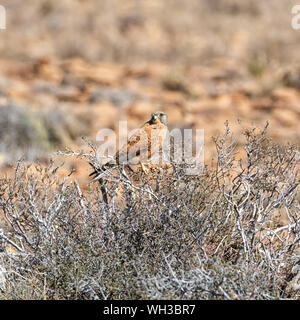 Ein Rock Kestrel thront auf einem Busch im südlichen afrikanischen Savanne Stockfoto