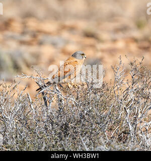 Ein Rock Kestrel thront auf einem Busch im südlichen afrikanischen Savanne Stockfoto