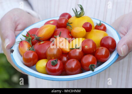 Solanum lycopersicum. Frisch gepflückte, hausgemachte Tomaten auf einem Teller in einem britischen Garten - Golden Sunrise, Sweet Million und Tumbling Tom. Stockfoto