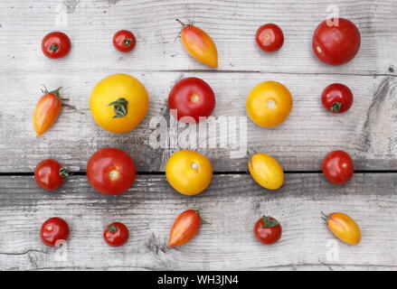 Solanum Lycopersicum. Sorten von homegrown Tomaten einschließlich Golden sunrise, Sweet Million, Tumbling Tom Stockfoto