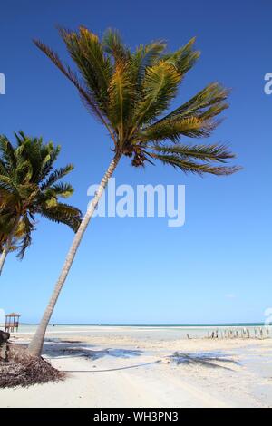 Kuba Strand Landschaft - Palmen in Cayo Guillermo (Jardines del Rey). Stockfoto