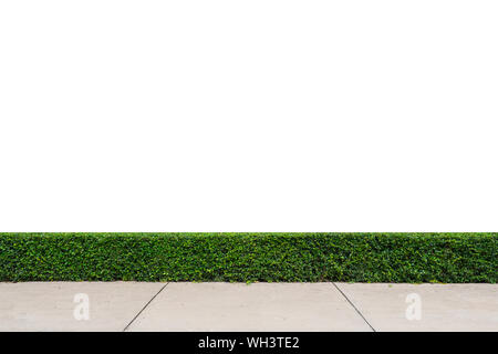 Baum Wand mit Betonboden auf weißem Hintergrund Stockfoto