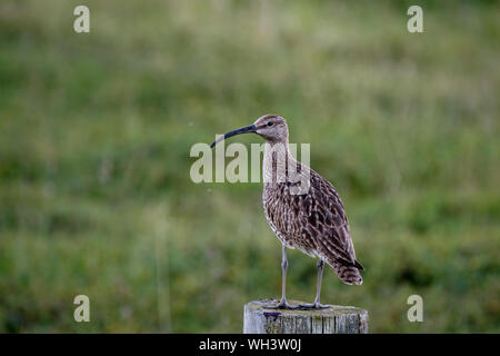 Regenbrachvogel Numenius phaeopus stehend auf einem Zaun Pfosten mit grünem Hintergrund, Island Stockfoto