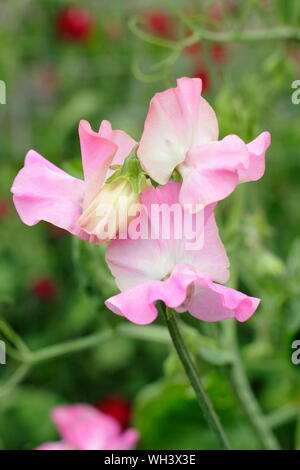 Lathyrus Odoratus "Gwendoline" Sweet pea Stockfoto