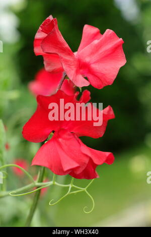 Lathyrus Odoratus "Winston Churchill" Spencer Vielzahl Sweet pea im Sommer. Großbritannien Stockfoto