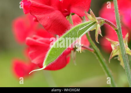 Lathyrus Odoratus "Winston Churchill". Sweet pea Seed pod zum Ausbau bereit, um die Blütezeit zu verlängern. Stockfoto