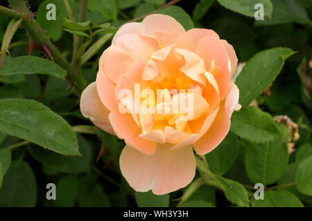 Rosa" die Lerche Aufsteigend' Englisch Strauch stieg um Züchter, David Austin. Stockfoto