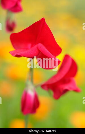 Lathyrus Odoratus "Winston Churchill Zuckererbsen unter mit Calendula (dargestellt) gepflanzt. Stockfoto