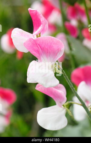 Lathyrus Odoratus "Painted Lady' einen duftenden, Frühblühende Sweet pea.. Großbritannien Stockfoto