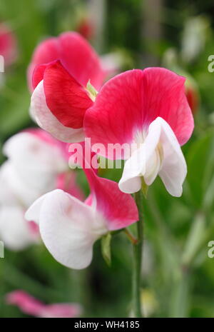 Lathyrus Odoratus "Painted Lady' einen duftenden, Frühblühende Sweet pea.. Großbritannien Stockfoto