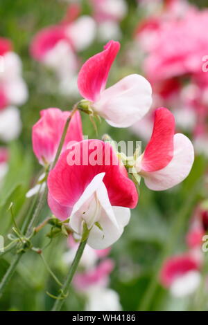 Lathyrus Odoratus "Painted Lady' einen duftenden, Frühblühende Sweet pea.. Großbritannien Stockfoto