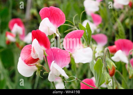 Lathyrus Odoratus "Painted Lady' einen duftenden, Frühblühende Sweet pea.. Großbritannien Stockfoto