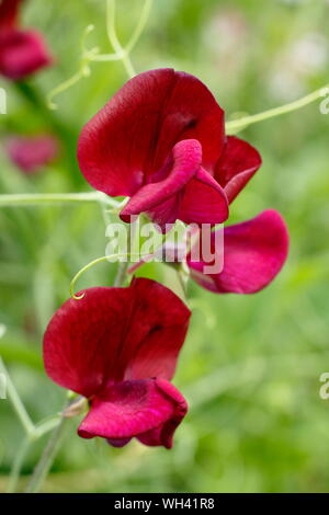 Lathyrus Odoratus "Schwarzen Ritter" zuckererbsen angezeigte charakteristischen dunklen Blüten. Juli, Großbritannien Stockfoto