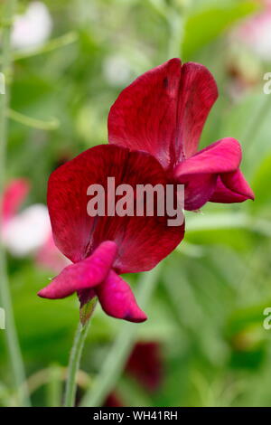 Lathyrus Odoratus "Schwarzen Ritter" zuckererbsen angezeigte charakteristischen dunklen Blüten. Juli, Großbritannien Stockfoto