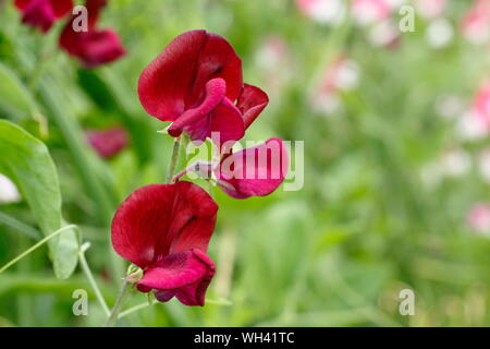 Lathyrus Odoratus "Schwarzen Ritter" zuckererbsen angezeigte charakteristischen dunklen Blüten. Juli, Großbritannien Stockfoto