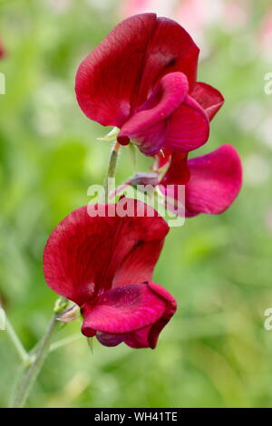 Lathyrus Odoratus "Schwarzen Ritter" zuckererbsen angezeigte charakteristischen dunklen Blüten. Juli, Großbritannien Stockfoto