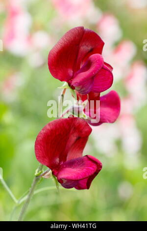 Lathyrus Odoratus "Schwarzen Ritter" zuckererbsen angezeigte charakteristischen dunklen Blüten. Juli, Großbritannien Stockfoto