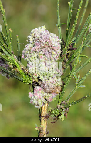 Galle auf Besen Cytisus scoparius, die durch die Galle Milbe Aceria genistae Stockfoto