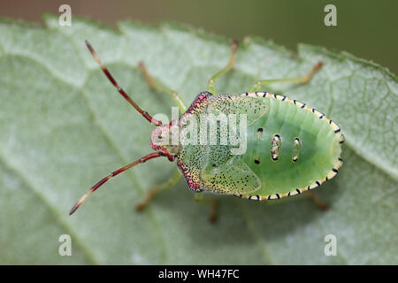 Weißdorn Shieldbug Acanthosoma haemorrhoidale Nymphe Stockfoto