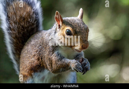 Wild graue Eichhörnchen Closeup Portrait Fotografie. Golden Acre Park. Leeds West Yorkshire GROSSBRITANNIEN. Stockfoto