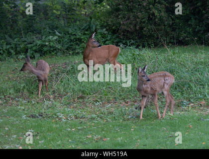 Weibliche Rehe mit zwei Jungen, Einziehen auf wilde Blumenwiese in einem Garten, Dumfries, Schottland Stockfoto
